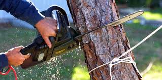 Wellsville, UT Tree Removal Services Company