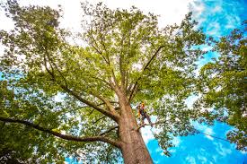 How Our Tree Care Process Works  in  Wellsville, UT