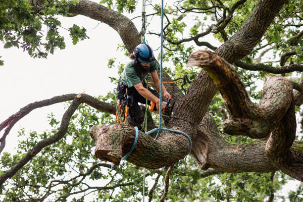 Best Utility Line Clearance  in Wellsville, UT