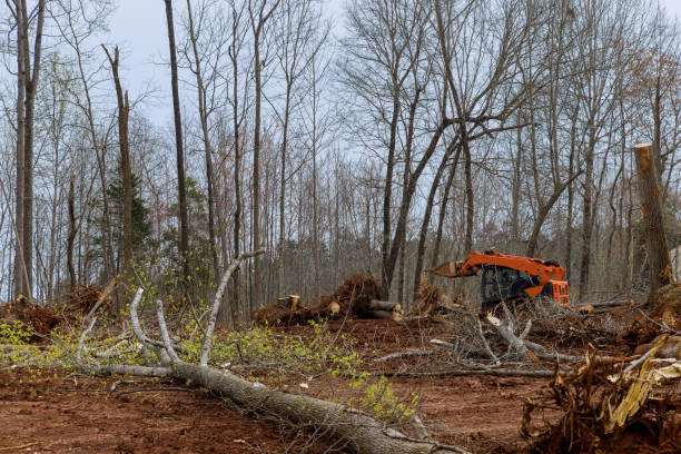 Best Tree and Shrub Care  in Wellsville, UT