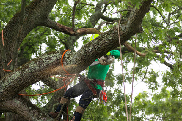 Best Hazardous Tree Removal  in Wellsville, UT