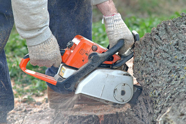 Best Tree Preservation Services  in Wellsville, UT