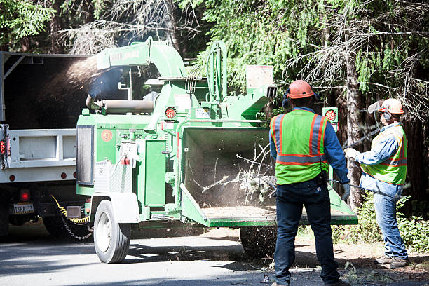 Best Commercial Tree Services  in Wellsville, UT