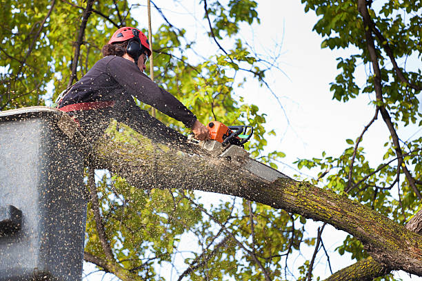 Best Tree Removal  in Wellsville, UT