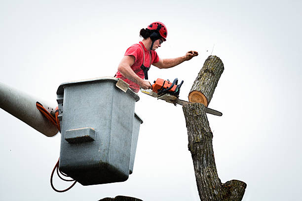 Best Tree Maintenance Programs  in Wellsville, UT